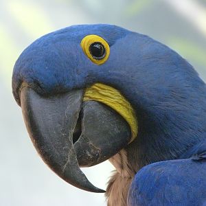 Hyacinth macaw -Zoo Praha (2025)