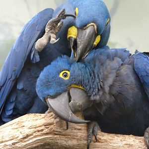 Hyacinth macaws -Zoo Praha (2025)