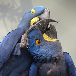 Hyacinth macaws -Zoo Praha (2025)