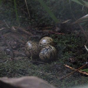 Wattled jacana eggs -Zoo Praha (2025)