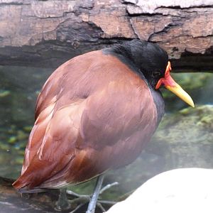 Wattled jacana -Zoo Praha (2025)