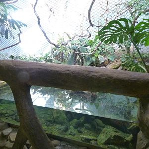 Jamaican exhibit -Zoo Praha (2025)