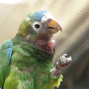 Yellow-billed amazon -Zoo Praha (2025)