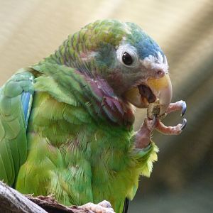 Yellow-billed amazon -Zoo Praha (2025)