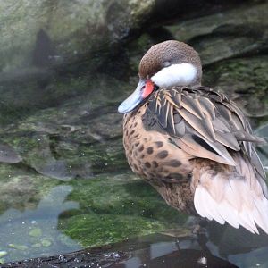 White-cheeked pintail -Zoo Praha (2025)