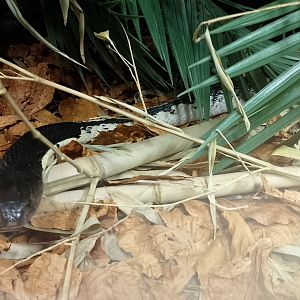 Indochinese spitting cobra