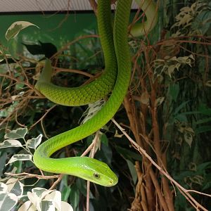 Eastern green mamba