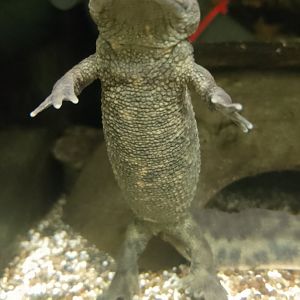 Algerian ribbed newt