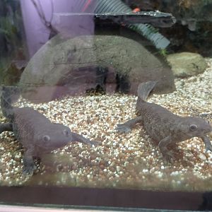 Algerian ribbed newts