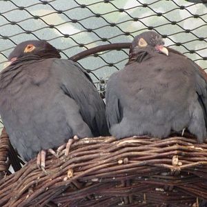 Scaly-naped pigeons -Zoo Praha (2025)