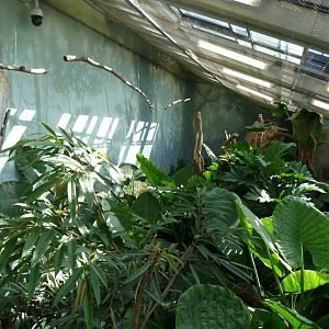 Papua New Guinea walkthrough aviary -Zoo Praha (2025)