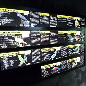 Papua New Guinea walkthrough aviary species signs -Zoo Praha (2025)