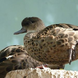 Sunda teal -Zoo Praha (2025)