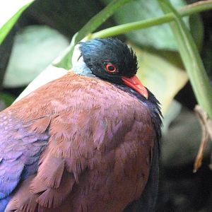 Green-naped pheasant-pigeon -Zoo Praha (2025)