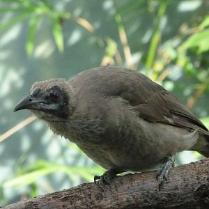 Helmeted friarbird -Zoo Praha (2025)