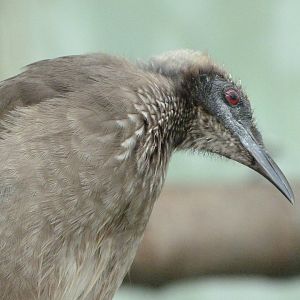 Helmeted friarbird -Zoo Praha (2025)