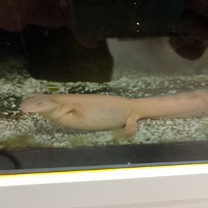 Algerian ribbed newt