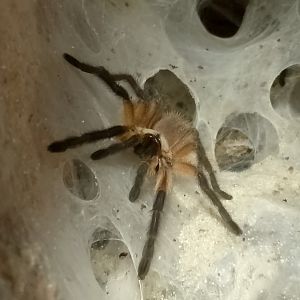 Socotra Island blue baboon tarantula