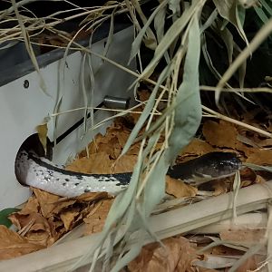 Indochinese spitting cobra