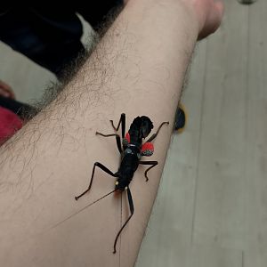 Black beauty stick insect