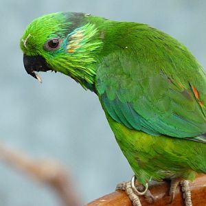 Salvadori's fig parrot -Zoo Praha (2025)