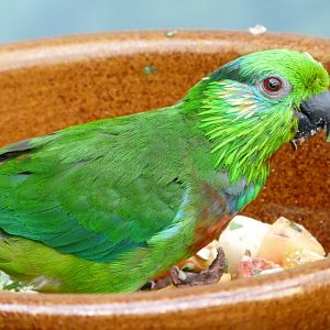 Salvadori's fig parrot -Zoo Praha (2025)