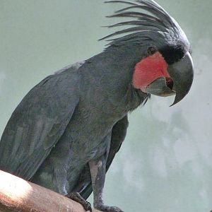 Lesser palm cockatoo -Zoo Praha (2025)