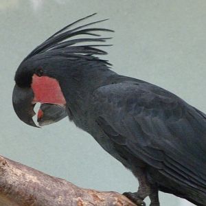Lesser palm cockatoo -Zoo Praha (2025)