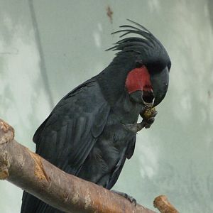 Lesser palm cockatoo -Zoo Praha (2025)