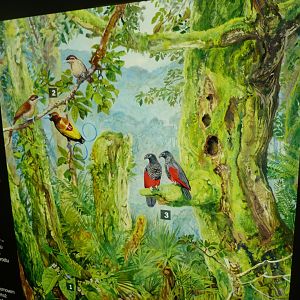 Papua New Guinea illustration -Zoo Praha (2025)