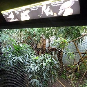 Papua New Guinea exhibt -Zoo Praha (2025)