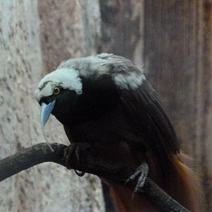 Raggiana bird-of-paradise -Zoo Praha (2025)
