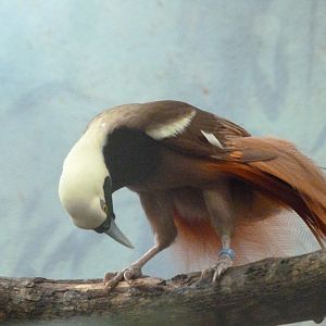 Raggiana bird-of-paradise -Zoo Praha (2025)