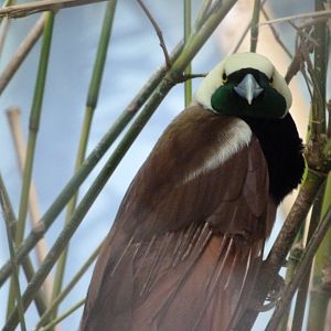 Raggiana bird-of-paradise -Zoo Praha (2025)