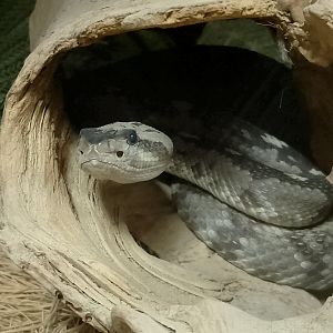 Eastern Black-tailed rattlesnake