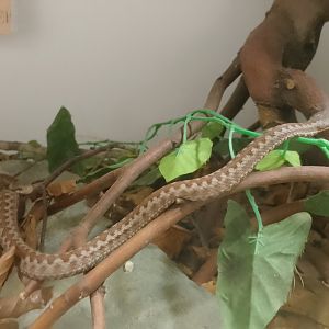 Seoane's viper