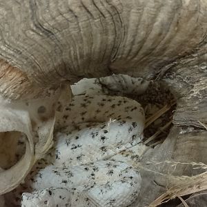Southwestern speckled rattlesnake