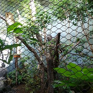 Philippines exhibit -Zoo Praha (2025)