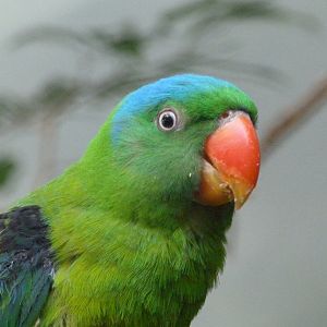 Blue-naped parrot -Zoo Praha (2025)