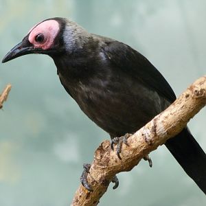 Coleto -Zoo Praha (2025)