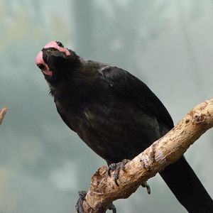 Coleto -Zoo Praha (2025)