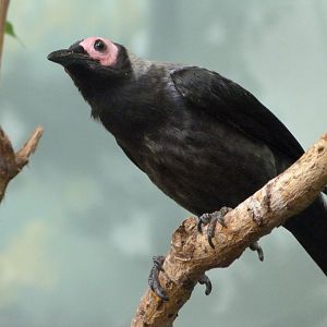 Coleto -Zoo Praha (2025)