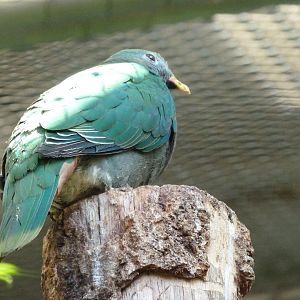 Black-chinned fruit-dove -Zoo Praha (2025)