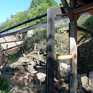 Kea exhibit -Zoo Praha (2025)