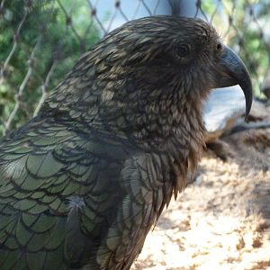 Kea -Zoo Praha (2025)