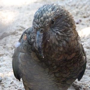 Kea -Zoo Praha (2025)