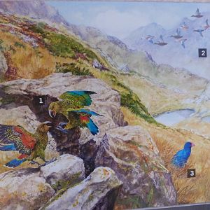 New Zealand highlands illustration -Zoo Praha (2025)