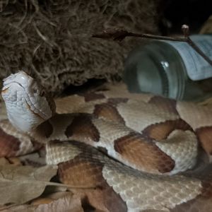 Eastern copperhead