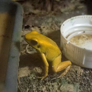 Golden poison dart frog