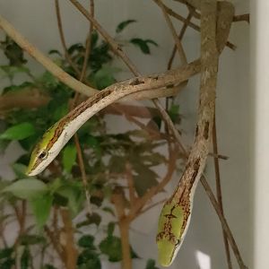 Southern vine snakes